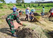 Babinsa Koramil Nglegok, Dampingi Penyerapan Gabah Panen Petani Oleh Bulog Di Blitar