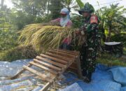 Babinsa Panggungrejo Lakukan Komsos Dan Dampingi Petani Panen Padi