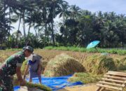 Sukseskan Swasembada Pangan, Babinsa Karangrejo Bantu Petani Panen Padi