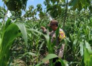 Polsek Wilangan Tinjau Pemanfaatan Lahan Perkarangan untuk Ketahanan Pangan