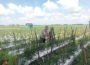 Dukung Ketahanan Pangan, Polsek Lengkong Pantau Pemanfaatan Lahan Perkarangan di Desa Sawahan