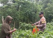 Bhabinkamtibmas Desa Senjayan Dukung Ketahanan Pangan dengan Monitoring Tanaman Terong