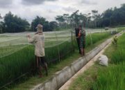 Lindungi Padi Dari Serangan Hama Burung, Babinsa Ngembul Bantu Petani Pasang Jaring