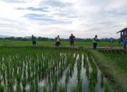 Cegah Serangan Hama, Babinsa Tangkil dan PPL Dampingi Petani Semprot Serentak Tanaman Padi