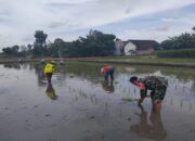 Percepat Masa Tanam, Babinsa Dawuhan Dampingi Petani Tanam Padi