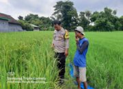 Bhabinkamtibmas Kedungombo Dukung Ketahanan Pangan dengan Pemantauan Tanaman Padi