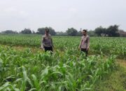 Polsek Patianrowo Dukung Ketahanan Pangan Lewat Pemantauan Lahan Jagung