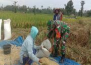 Babinsa Karangbendo Bantu Petani Panen Padi, Dampingi Penyerapan Gabah Di Kecamatan Ponggok