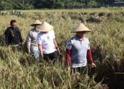 Dukung Ketahanan Pangan, Forkopimda Kabupaten Blitar Panen Raya Dan Sosialisasi Padi Sehat Organik