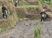 Babinsa Desa Olakalen Dan Petani Bersinergi, Kejar Musim Tanam Padi Dua Kali Setahun di Wilayah Selorejo