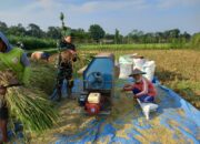 Sejuta Harapan di Sawah, Babinsa Desa Gledug Bantu Petani Panen Padi