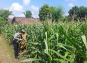 Pemantauan Tanaman Jagung untuk Mendukung Program Ketahanan Pangan di Desa Sumbermiri