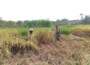 Penuh Semangat, Babinsa Motivasi Panen Padi Poktan Rukun Makmur Di Tanjungsari