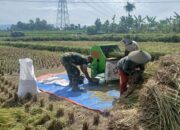 Dampingi Panen Padi, Babinsa Sumberdiren Pastikan Produksi Padi Di Wilayah Garum Terus Meningkat