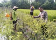 Optimalisasi Lahan Sela, Polsek Rejoso Dorong Ketahanan Pangan di Desa Talang