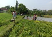 Polsek Ngronggot Dorong Ketahanan Pangan Lewat Pemanfaatan Lahan Cabe di Dadapan