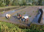 Genjot Produktivitas Padi, Babinsa Desa Tulungrejo Dampingi Petani Tanam Padi