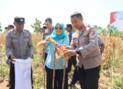 Dukung Swasembada Pangan, Kapolres Kediri Kota Bersama Forkopimda Panen Raya Jagung Kuartal II di Desa Cerme