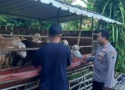 Polsek Ngluyu Dukung Peternakan Kambing Warga sebagai Sumber Pangan dan Nilai Tambah Ekonomi 36 Polsek Ngluyu Dukung Peternakan Kambing Warga sebagai Sumber Pangan dan Nilai Tambah Ekonomi