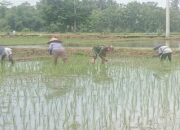 Babinsa Jatitengah Dampingi Petani Tanam Padi Inpari 32, Dukung Ketahanan Pangan Nasional