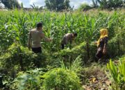 Warga Pehserut Tanam Jagung-Terong Tumpang Sari, Dukung Ketahanan Pangan