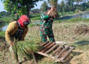 Babinsa Penataran Dampingi Panen Padi, Ajak Petani Optimalkan Ketersediaan Air  Untuk Tanam Kembali