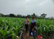 Dukung Ketahanan Pangan, Polres Nganjuk Dampingi Petani Jagung Tingkatkan Produksi di Kedungmlaten