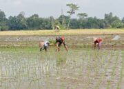 Babinsa Tegalrejo Dampingi Petani Tanam Padi Di Musim Tanam Kedua
