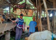 Kapolres Nganjuk Apresiasi Warga yang Produktifkan Lahan Pekarangan untuk Ternak Kambing 27 Kapolres Nganjuk Apresiasi Warga yang Produktifkan Lahan Pekarangan untuk Ternak Kambing