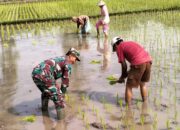 Babinsa Desa Jimbe Dampingi Petani Tanam Padi Musim Kedua Di Kademangan Blitar 28 Babinsa Desa Jimbe Dampingi Petani Tanam Padi Musim Kedua Di Kademangan Blitar