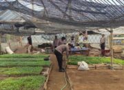 Polsek Kertosono Dukung Program Asta Cita Ketahanan Pangan Lewat Pembibitan Cabe dan Terong