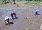 Babinsa Tambakan Dampingi Petani Tanam Padi Musim Kedua Di Lahan Poktan Setia Bakti II