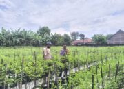 Tanam Cabai Bernilai Ekonomi Tinggi, Warga Prayungan Dukung Ketahanan Pangan