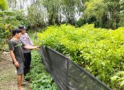 Bhabinkamtibmas Nglinggo Dukung Ketahanan Pangan Lewat Budidaya Cabai Merah