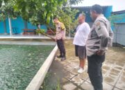 Budidaya Ikan Nila, Upaya Bhabinkamtibmas dan Warga Pehserut Dukung Ketahanan Pangan