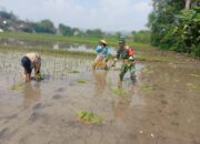 Ketersediaan Air Mumpuni, Babinsa Desa Maron Ajak Petani Percepat Masa Tanam Kedua