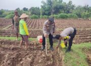 Bhabinkamtibmas Sukomoro Dukung Ketahanan Pangan, Kawal Pemanfaatan Lahan Pekarangan Warga
