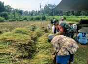 Babinsa Selokajang Dampingi Panen Padi, Dorong Petani Optimalkan Program Hanpangan