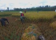 Babinsa Jambewangi Dampingi Petani Panen Padi di Lahan Poktan Budi Tani