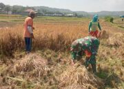 Babinsa Margomulyo Dampingi Panen Padi, Wujud Nyata Kepedulian TNI terhadap Ketahanan Pangan
