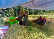 Bulir Padi Pilar Negeri, Sinergi Babinsa Dan Petani Karangrejo Jaga Ketahanan Pangan