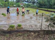 Babinsa Olak Alen Dampingi Petani Tanam Padi, Wujud Nyata Dukungan TNI Pada Ketahanan Pangan