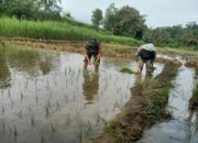 Babinsa Sumbersih Dampingi Poktan Tunas Jaya Tanam Padi di Lahan Warga