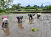 Babinsa Ngoran Dampingi Kelompok Tani Berkah Tani dalam Penanaman Padi Di Nglegok
