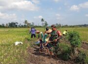 Babinsa Margomulyo Bantu Warga Timbun Jalan Pertanian Untuk Lancarkan Akses