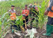 Dukung Penghijauan di Wilayah Binaan, Babinsa Desa Bumiayu Laksanakan Penanaman Pohon Bersama