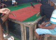 Adanya Kegiatan Sabung Ayam DiPogalan – Trenggalek Luput Dari Pantauan Aparat Penegak Hukum Polres Trenggalek.