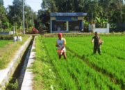 Babinsa Slorok Serma Sutrisno Melaksanakan Pemupukan Padi Bersama Kelompok Tani