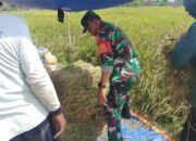 Babinsa Sukorejo Koramil 0808/09 Sutojayan Bantu Panen Padi Dukung Ketahanan Pangan Di Blitar
