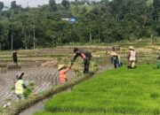 Wujudkan Ketahanan Pangan, Babinsa Gandusari Turun Ke Sawah Bantu Petani Tanam Padi